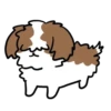 Cachorro Shih 1 Mov 7