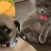 Dogs and cats 1 5