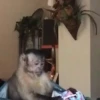 George el mono Mov 12
