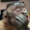 George el mono Mov 14