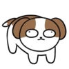 Cachorro Shih 1 Mov 12