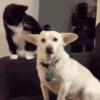 Dogs and cats 1 7