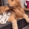 Dogs and cats 1 8