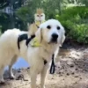 Dogs and cats 1 9