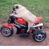 Motos ️ 1 Movi 10