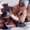Dogs and cats 1 10