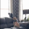 Dogs and cats 1 11