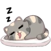 Cat and dog 12