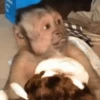 George el mono Mov 19