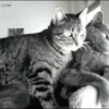 Besos ,Abrazos Mov 11