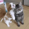 Dogs and cats 1 12