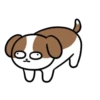 Cachorro Shih 1 Mov 15