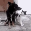 Dogs and cats 1 13