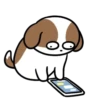 Cachorro Shih 1 Mov 17