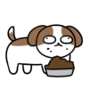 Cachorro Shih 1 Mov 18