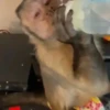George el mono Mov 22