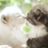 Besos ,Abrazos Mov 21