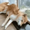 Dogs and cats 1 14