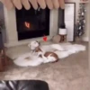 Dogs and cats 1 15