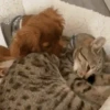 Dogs and cats 1 16