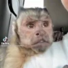 George el mono Mov 25