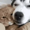 Dogs and cats 1 17