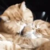 Besos ,Abrazos Mov 25