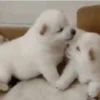 Besos ,Abrazos Mov 26