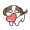 Cachorro Shih 1 Mov 19