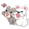 Cat and dog 17