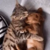Dogs and cats 1 18