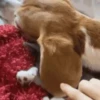 Dogs and cats 1 19