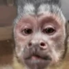 George el mono Mov 27
