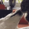 Dogs and cats 1 20