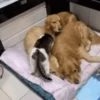 Dogs and cats 1 21