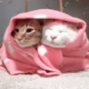 Dogs and cats 1 22