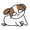 Cachorro Shih 1 Mov 21