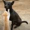 Dogs and cats 1 23
