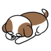 Cachorro Shih 1 Mov 22