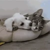 Dogs and cats 1 24