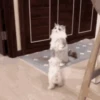 Dogs and cats 1 25