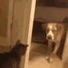 Dogs and cats 1 26