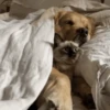 Dogs and cats 1 27