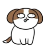 Cachorro Shih 1 Mov 23