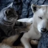 Dogs and cats 1 29