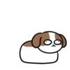 Cachorro Shih 1 Mov 24