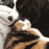 Dogs and cats 1 30