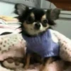 Animales tiernos 6
