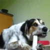 Animales tiernos 7
