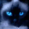 Gatos Neon - 4 Mov.1712 6